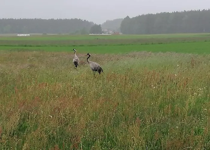 Dom wakacyjny Poniatówka *